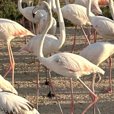 Ras Al Khor Wildlife Sanctuary