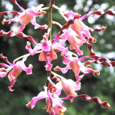 National Orchid Garden