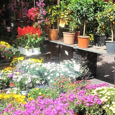 Marché aux Fleurs Cours Saleya